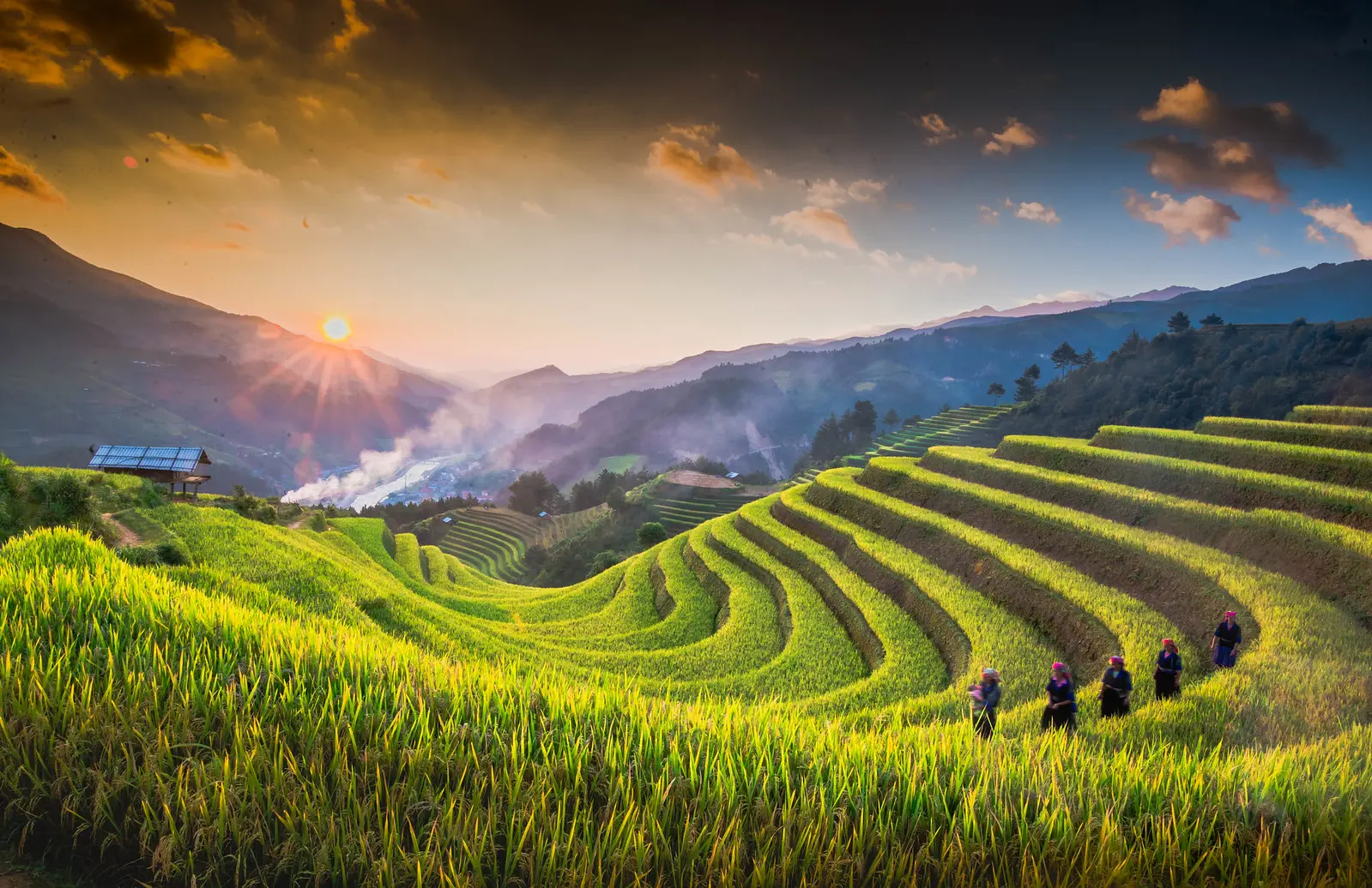 Paddy field (AWD)
