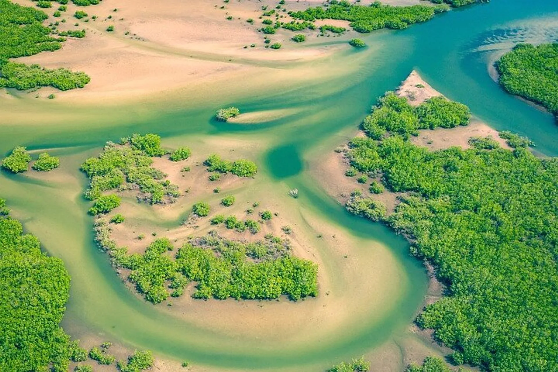 Mangrove
