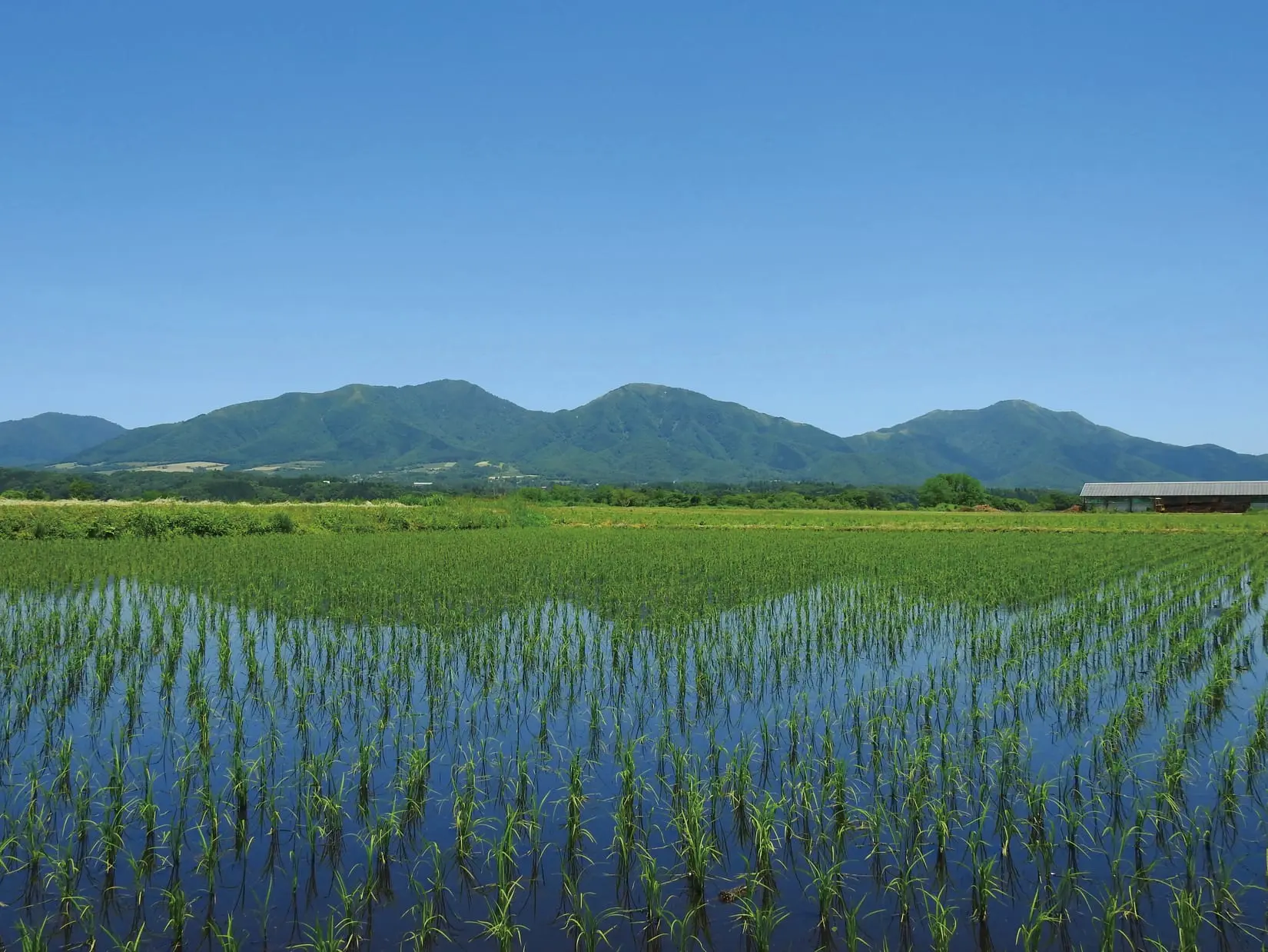 Paddy field (extended drying in the middle)