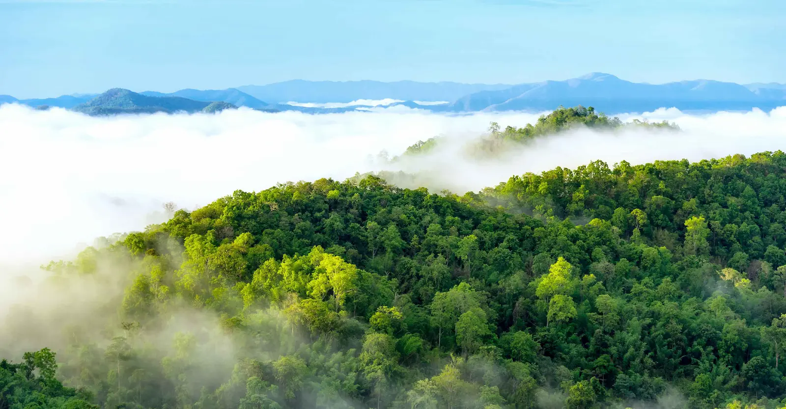 Forestry and afforestation (REED+/ARR)